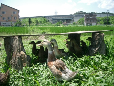CIMG0011.JPG