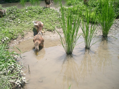 CIMG0015.JPG