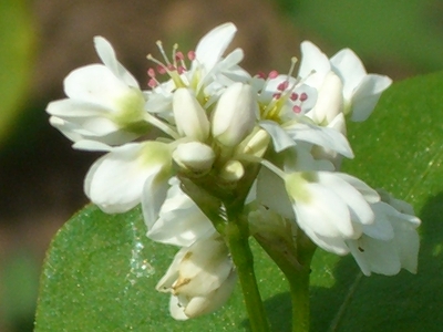 CIMG0680.JPG