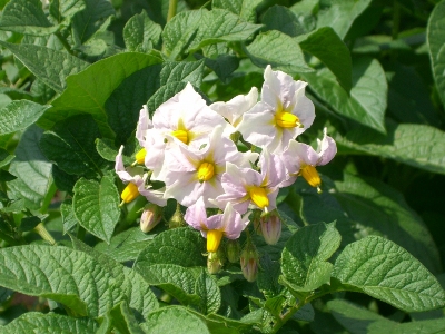 CIMG0683.JPG