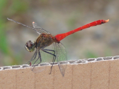 DSC00528.JPG
